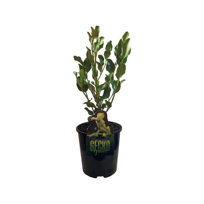 1.9L Griselinia Gecko Green - Kapuka