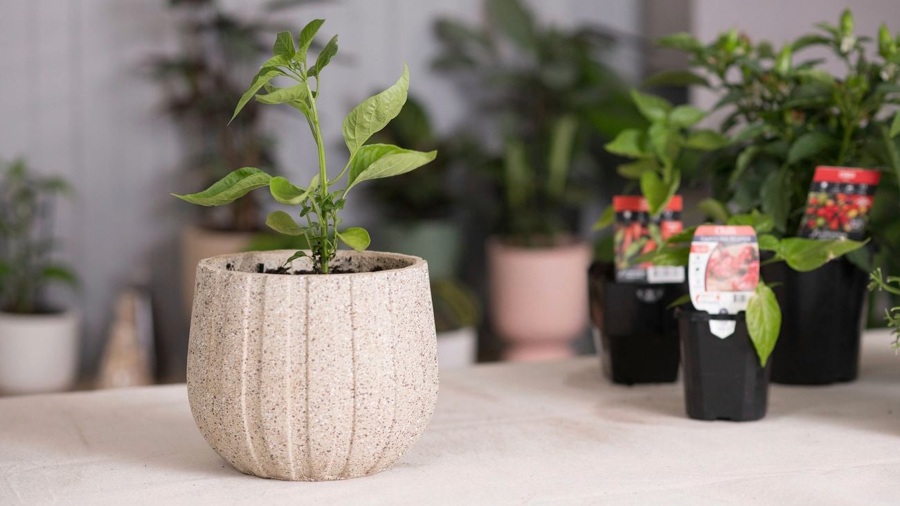 Plant in outdoor plant pot.