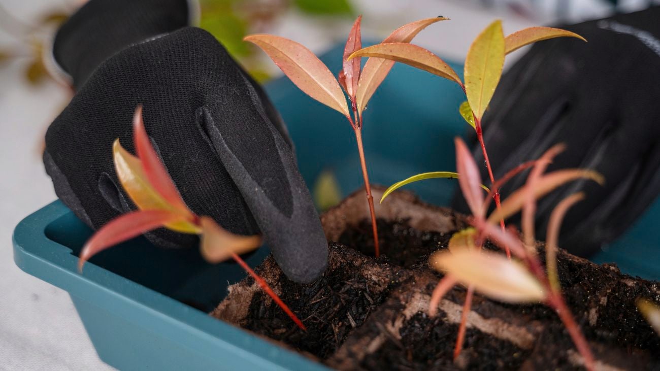 Mastering Lilly Pilly Propagation: Expert Guide to Successful Cutting Growth
