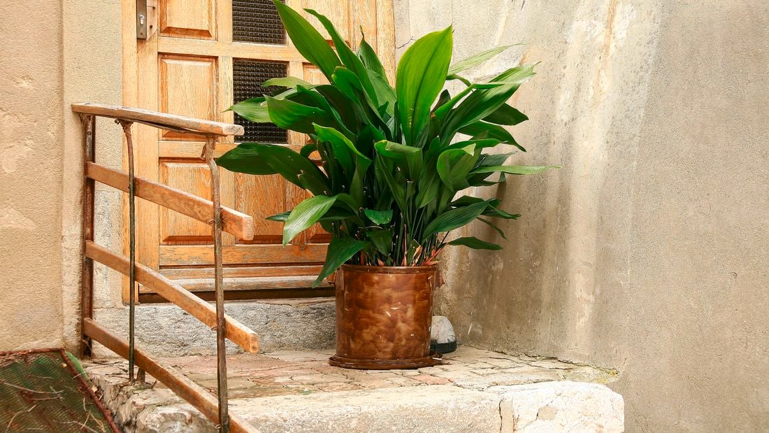Large cast-iron plant potted in a metal pot, placed in front of a door.
