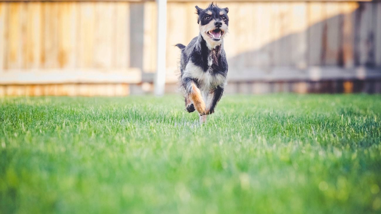 A small dog running across a green lawn.