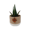 90mm Aloe In Ceramic 