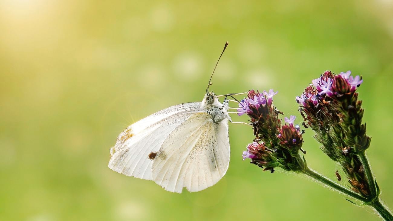 Cabbage white butterfly/Cabbage Moth (Mamestra brassicae) on a flower head