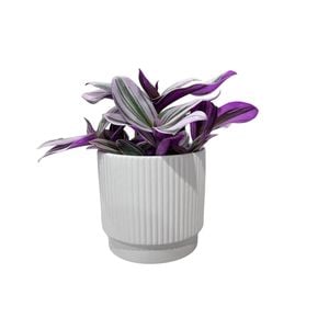 120mm Tradescantia Nanouk - Tradescantia In Decorative Pot