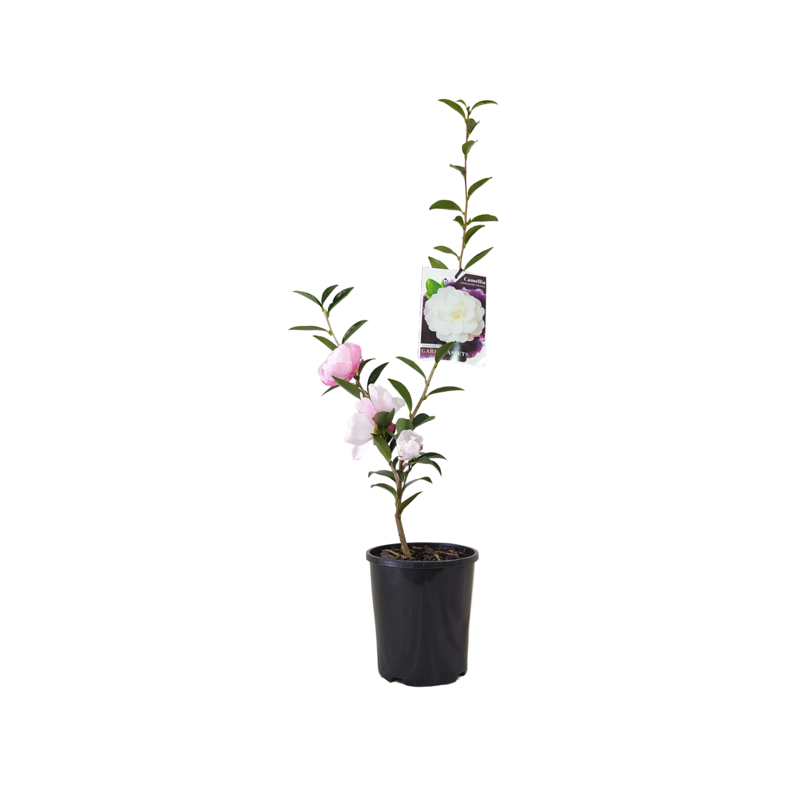 140mm Camellia Paradise Pearl - Camellia sasanqua