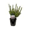 1.9L Coleonema Pinkii - Breath of Heaven Pinkii