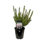 1.9L Coleonema Pinkii - Breath of Heaven Pinkii