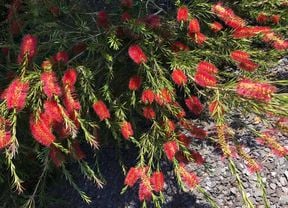 Wide shot of a bottlebrush