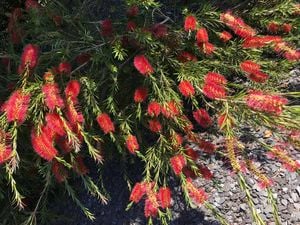 Wide shot of a bottlebrush