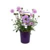 140mm Pincushion Flower - Scabiosa columbaria 'Samantha's Pink'