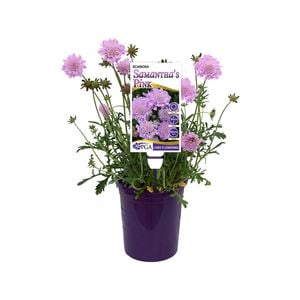 140mm Pincushion Flower - Scabiosa columbaria 'Samantha's Pink'