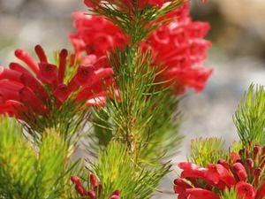 Native Australian Christmas trees with a twist