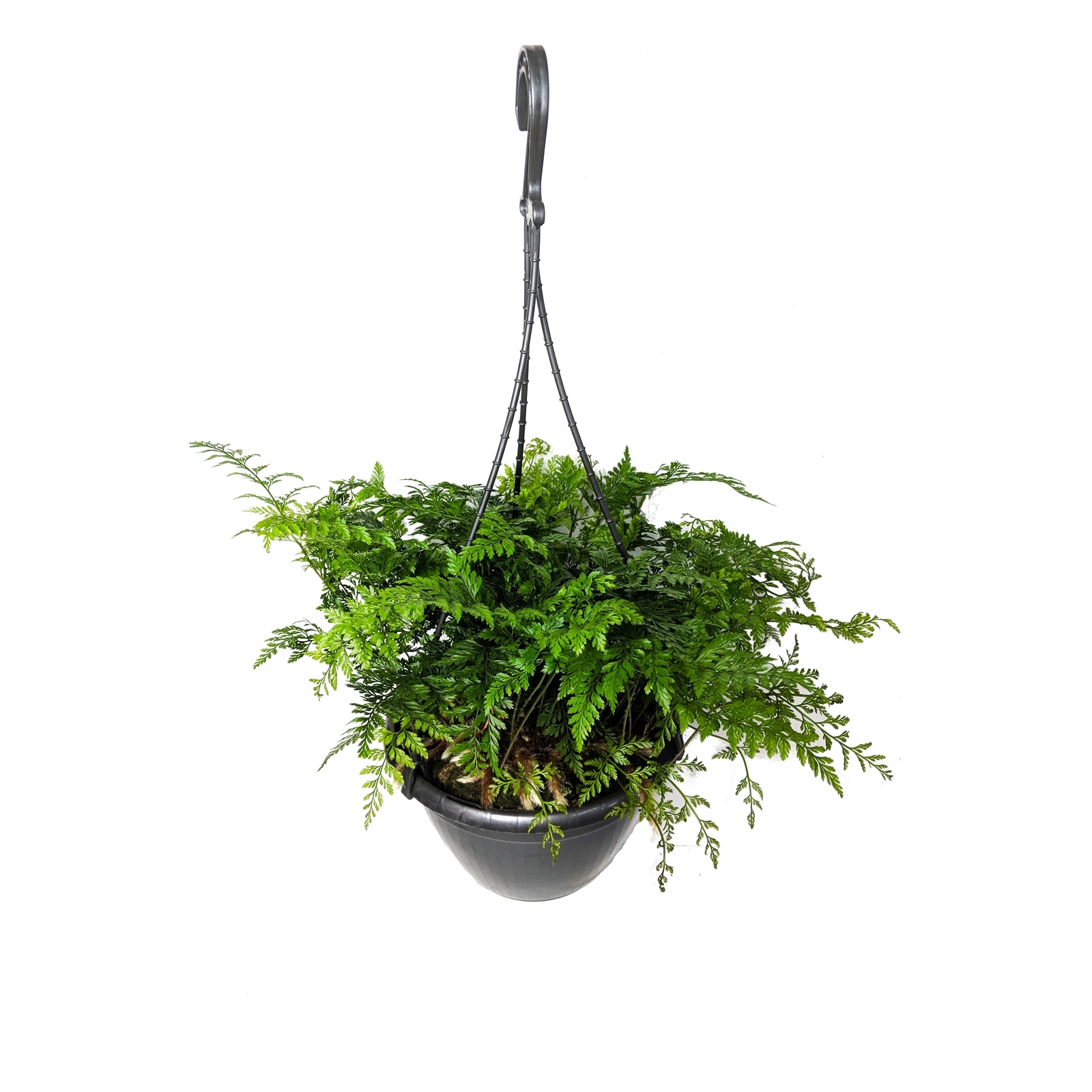 Ferns - Bunnings Australia