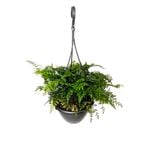 200mm Haresfoot Fern Hanging Basket - Davallia feejensis - Easy Care