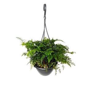 200mm Haresfoot Fern Hanging Basket - Davallia feejensis - Easy Care