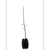 350mm Maidenhair Tree - Ginkgo biloba Autumn Gold