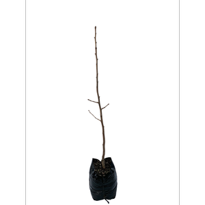 350mm Maidenhair Tree - Ginkgo biloba Autumn Gold