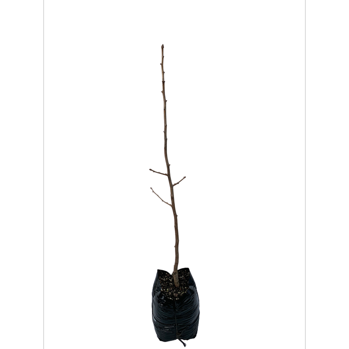 350mm Maidenhair Tree - Ginkgo biloba Autumn Gold
