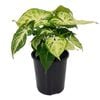 125mm Arrowhead Plant - Syngonium podophyllum Lemon and Lime