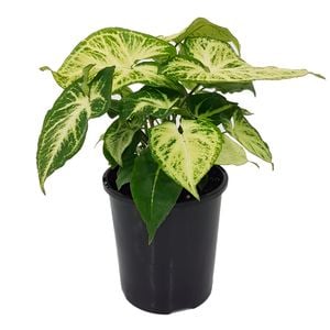 125mm Arrowhead Plant - Syngonium podophyllum Lemon and Lime