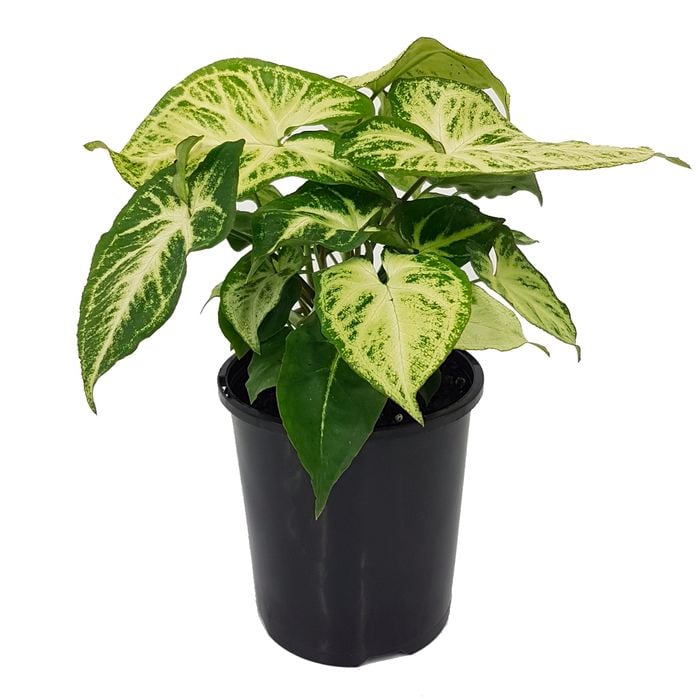 125mm Arrowhead Plant - Syngonium podophyllum Lemon and Lime