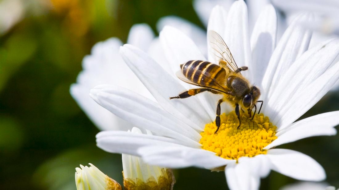 DIY - Header - How to attract bees and butterflies