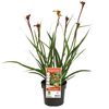 140mm Bush Tenacity Kangaroo Paw - Anigozanthos hybrid Rambocity