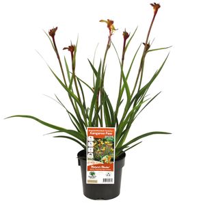 140mm Bush Tenacity Kangaroo Paw - Anigozanthos hybrid Rambocity
