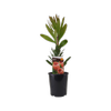 140mm Pink Ice Protea - Protea compacta Susanna