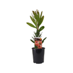 140mm Pink Ice Protea - Protea compacta Susanna