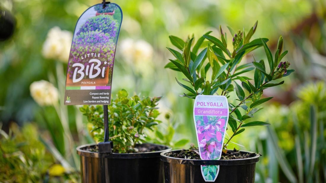 Two varieties of Polygala in pots
