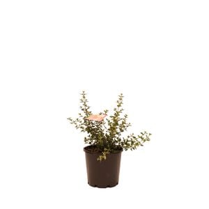200mm Correa Little Cate - Correa pulchella