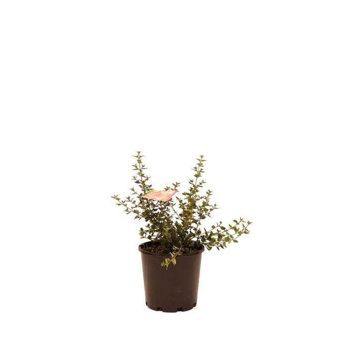 200mm Correa Little Cate - Correa pulchella