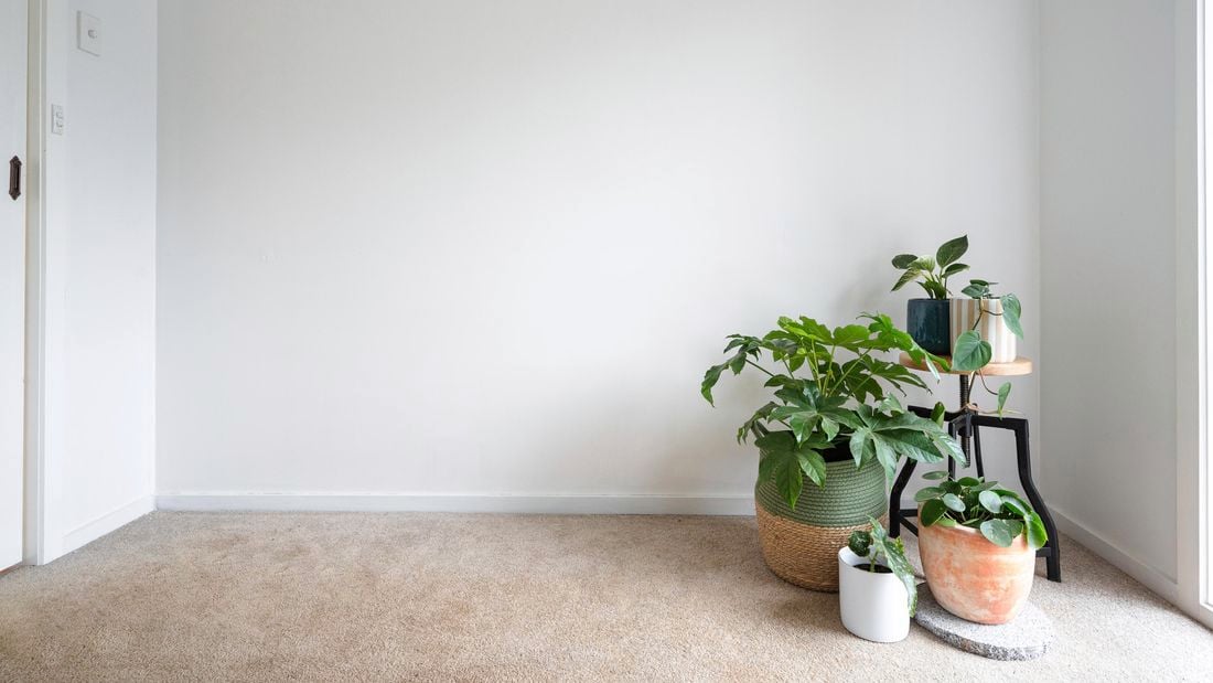 Room with plants in pots on the ground and on a stand