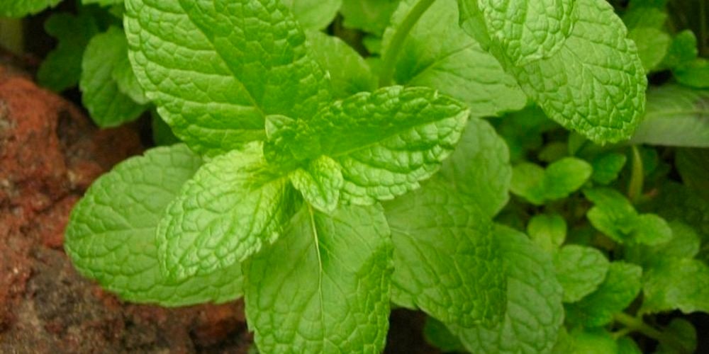 Mint Common is a popular, spreading perennial plant with beautiful, aromatic, green leaves. Best grown in containers to limit its spread.