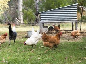 White and brown chickens roam in an outdoor setting in the grass.
