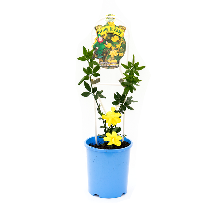 140mm Yellow Primrose Jasmine - Jasminum mesnyi