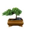 180mm Bonsai In Ceramic Pot Assorted