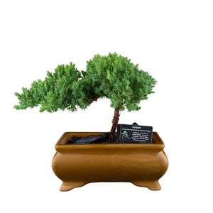 180mm Bonsai In Ceramic Pot Assorted