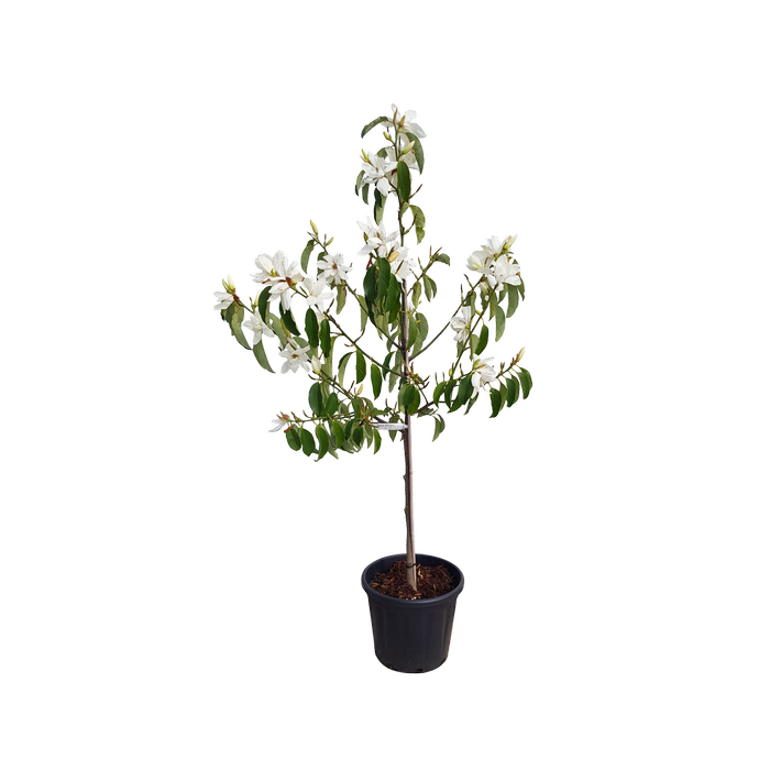 30L Michelia Snow Dove - Michelia maudiae