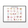 Human Body Organs Print 100% Australian Made 90x60cm (Poster)