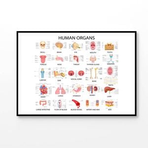 Human Body Organs Print 100% Australian Made 90x60cm (Poster)
