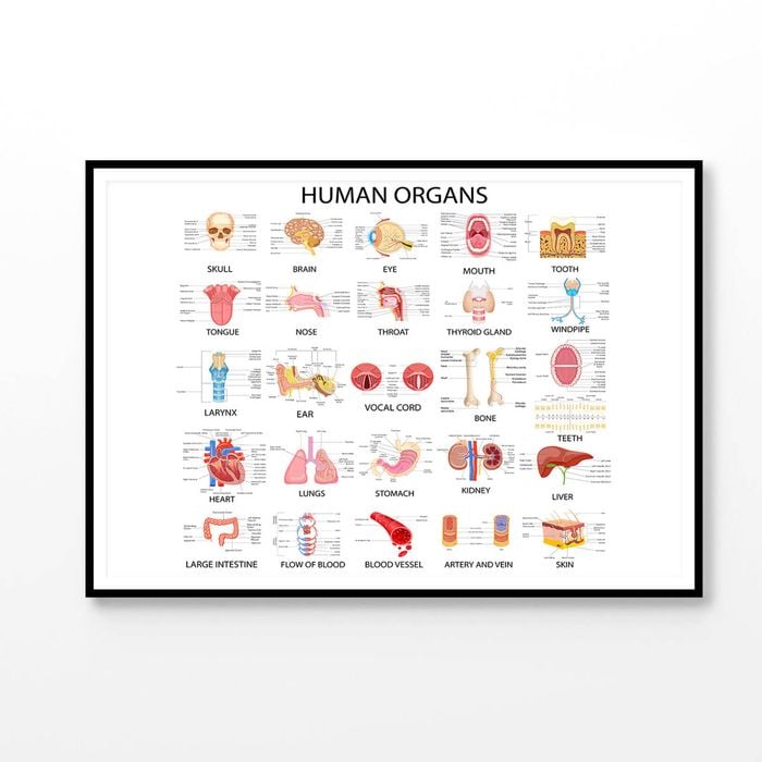 Human Body Organs Print 100% Australian Made 90x60cm (Poster)