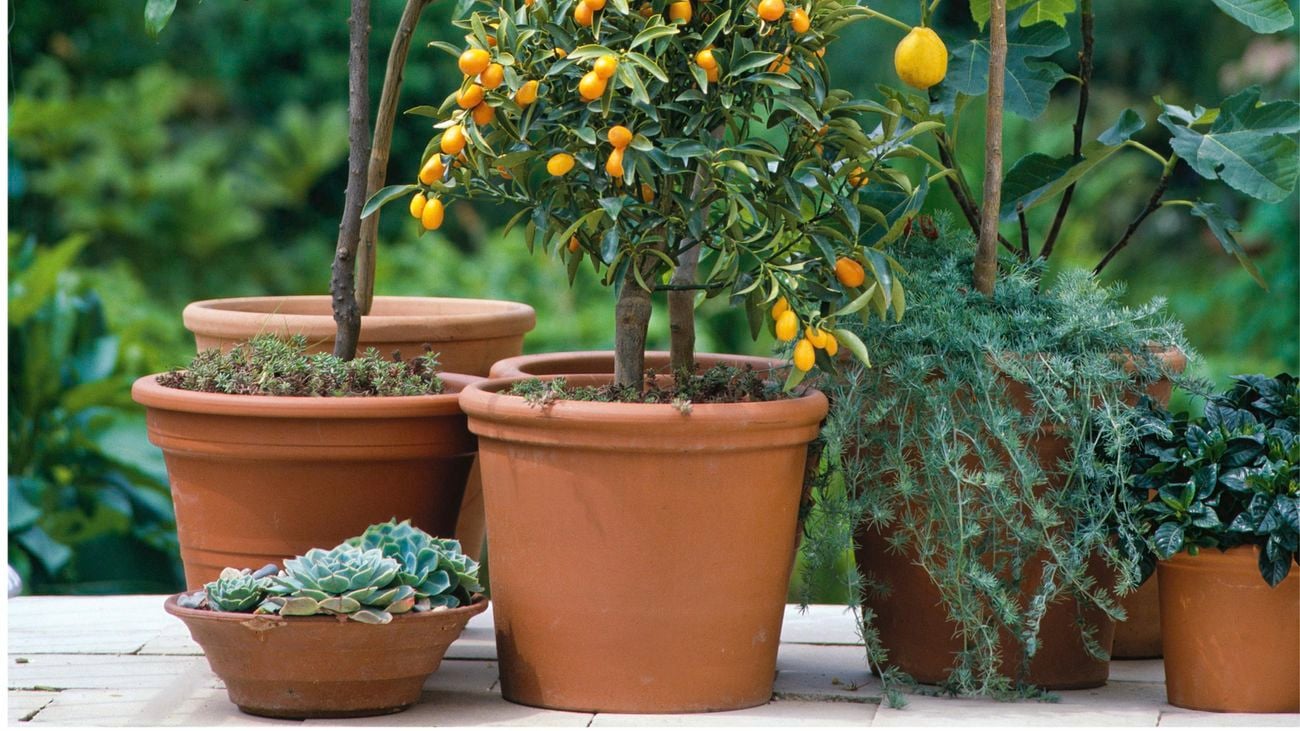 Oranges growing on tree.