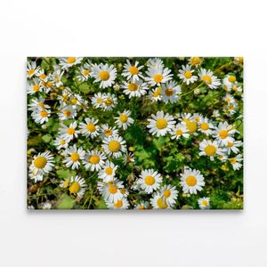 Daisies Flowers Plants in Bloom  Print 100% Australian Made 120 x 90cm  (Stretched)