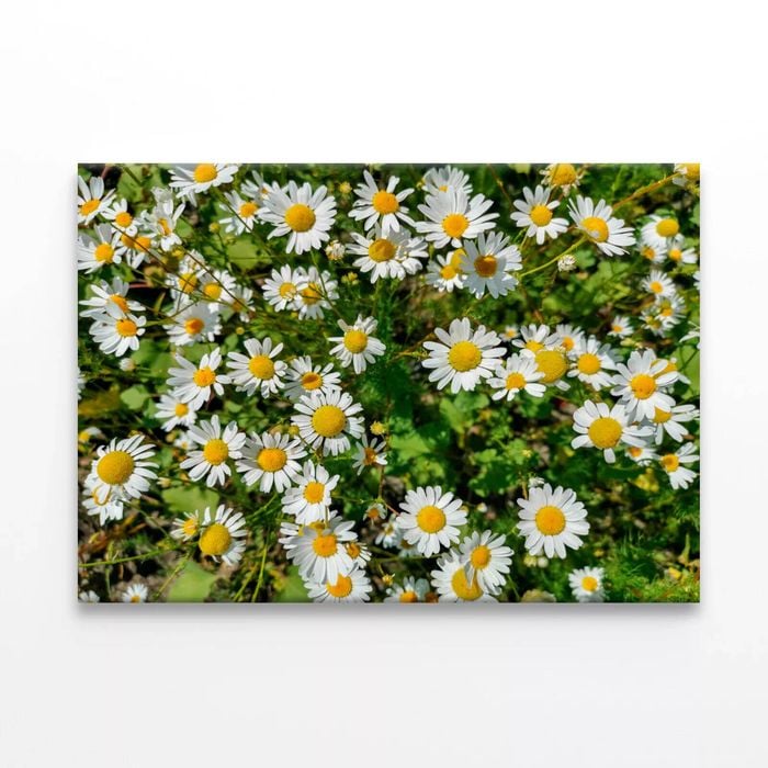 Daisies Flowers Plants in Bloom  Print 100% Australian Made 120 x 90cm  (Stretched)