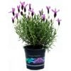 140mm 'The Princess' Lavender - Lavandula pedunculata