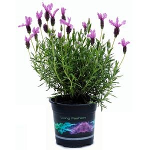 140mm 'The Princess' Lavender - Lavandula pedunculata