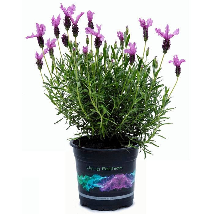 140mm 'The Princess' Lavender - Lavandula pedunculata