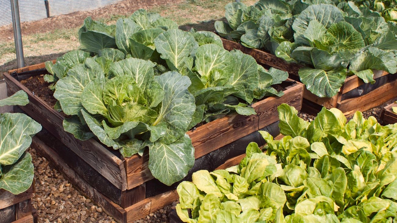 Raised garden bed filled with vegetable greens